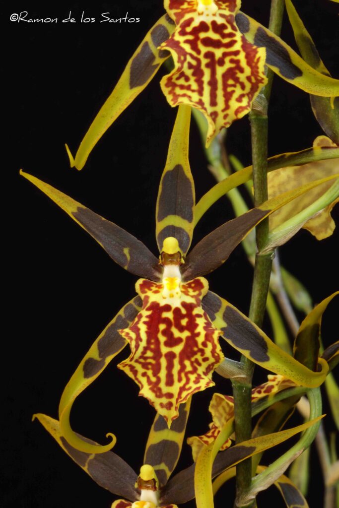 Bcd. Gilded Tower 'Mystic Maze'