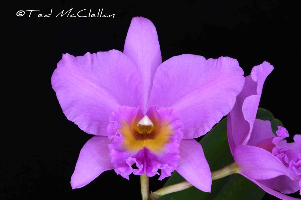 Rlc. Empress Pride 'Tice Creek'