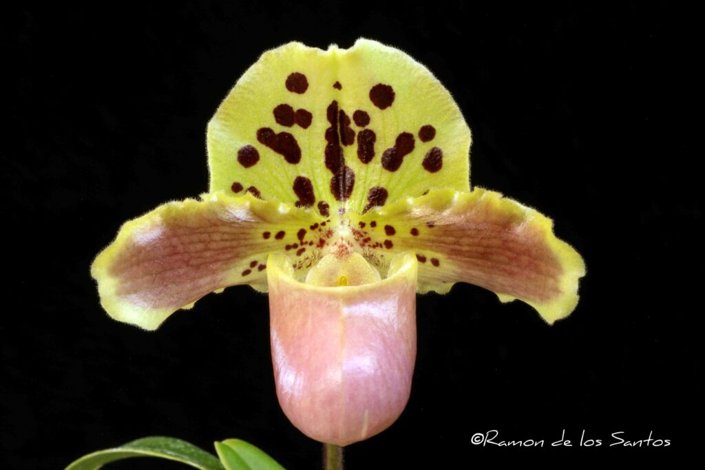 Paph. Tiny Treasure 'Piccolo'