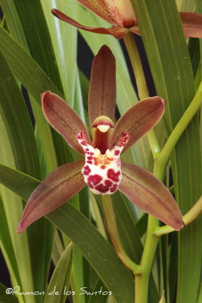 Cym. Autumn Sparkler 'Sebastian'