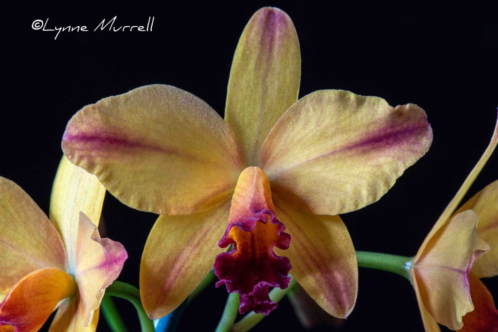 C. A Miracle Everyday 'Golden Sunrise'