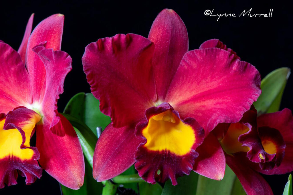 Rth. Smiley Kiss 'Wilson'