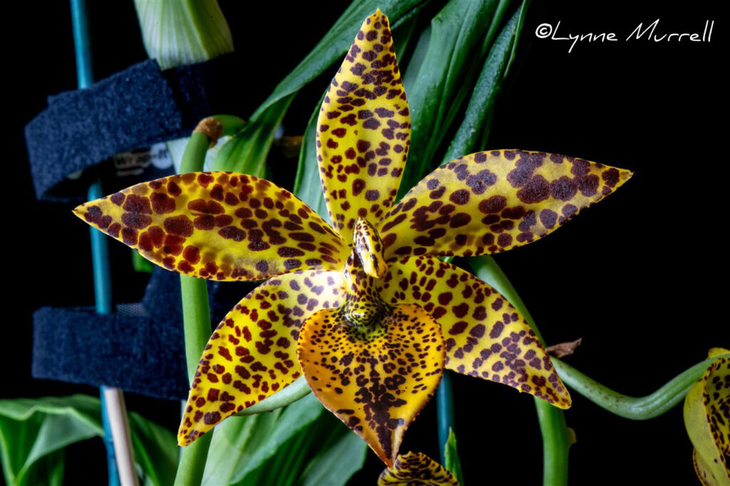 Cycnodes Leopard's Gold 'Wild Child'