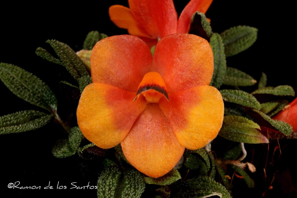 Dendrobium cuthbersonii 'Melencia'