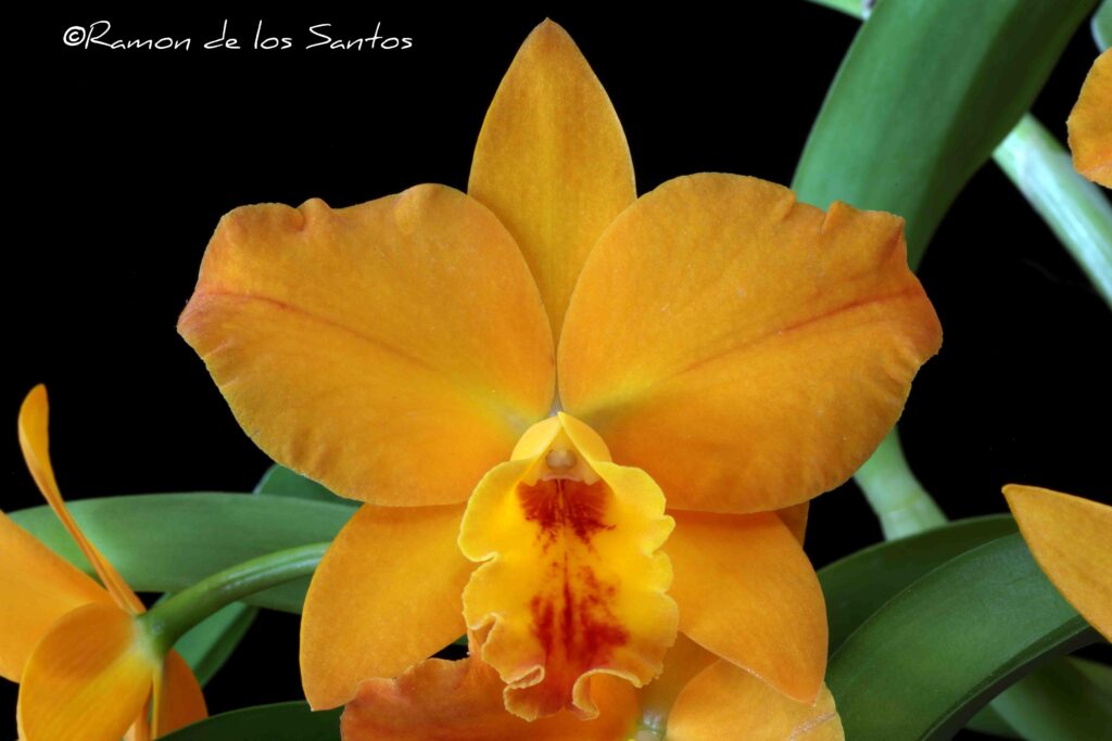 Ctt. Hazel Boyd 'Apricot Glow'