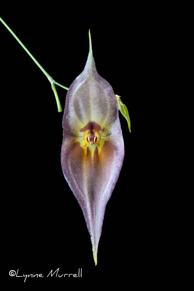 Lepanthes dalessandroi 'Cotton Candy'