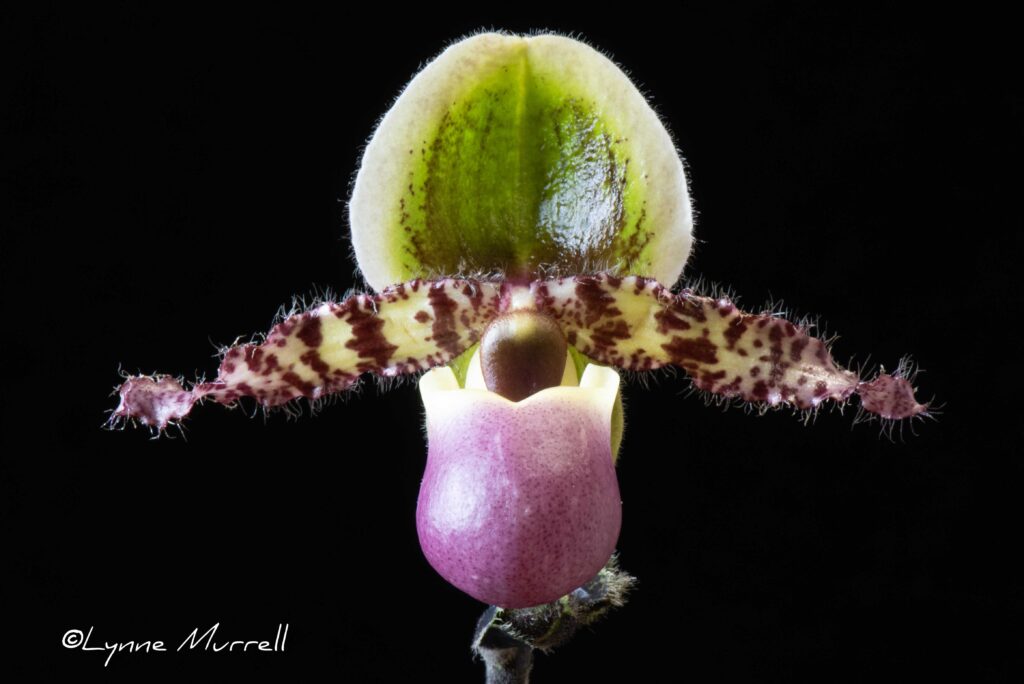 Paph. Magic Paradise 'Merlot'