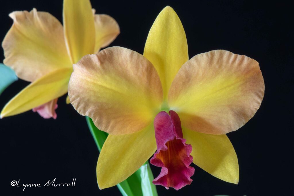 Rth. California Love 'Grass Valley'