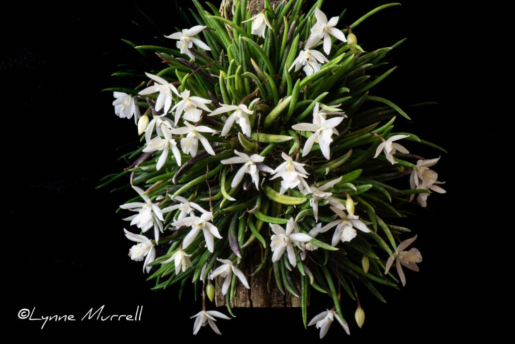 Leptotes pauloensis 'Janet Kaye'