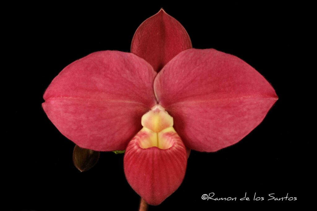 Phrag. Fritz Schomburg 'Melencia'