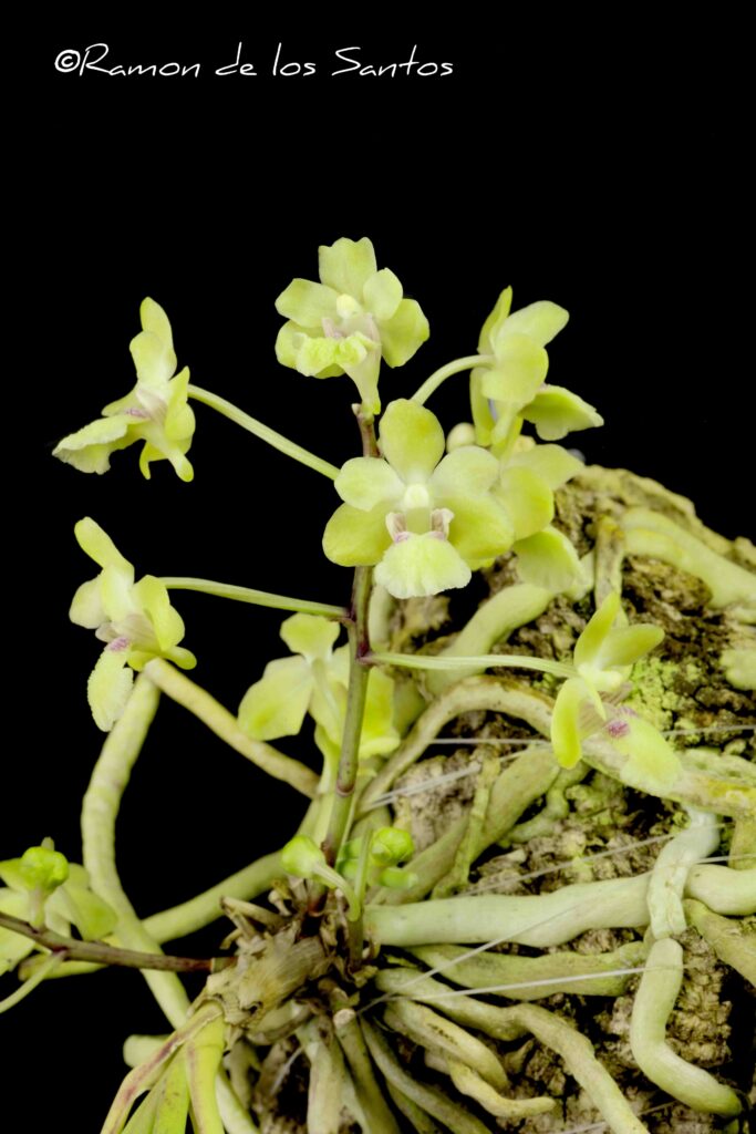 Holc. phongii 'Little Green Men'