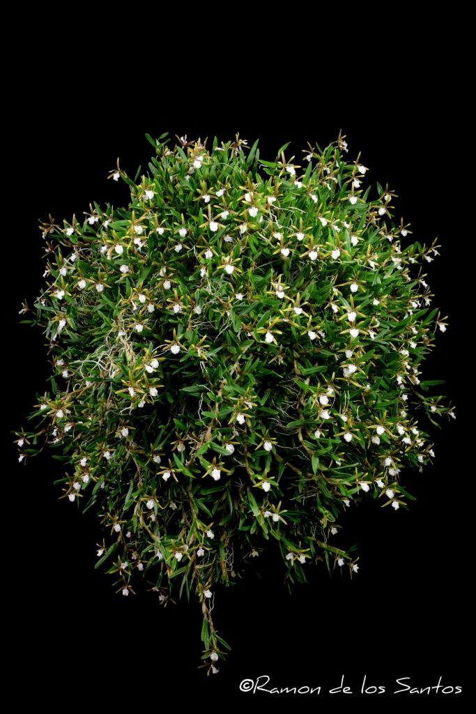 Din. polybulbon 'Golden Gate'