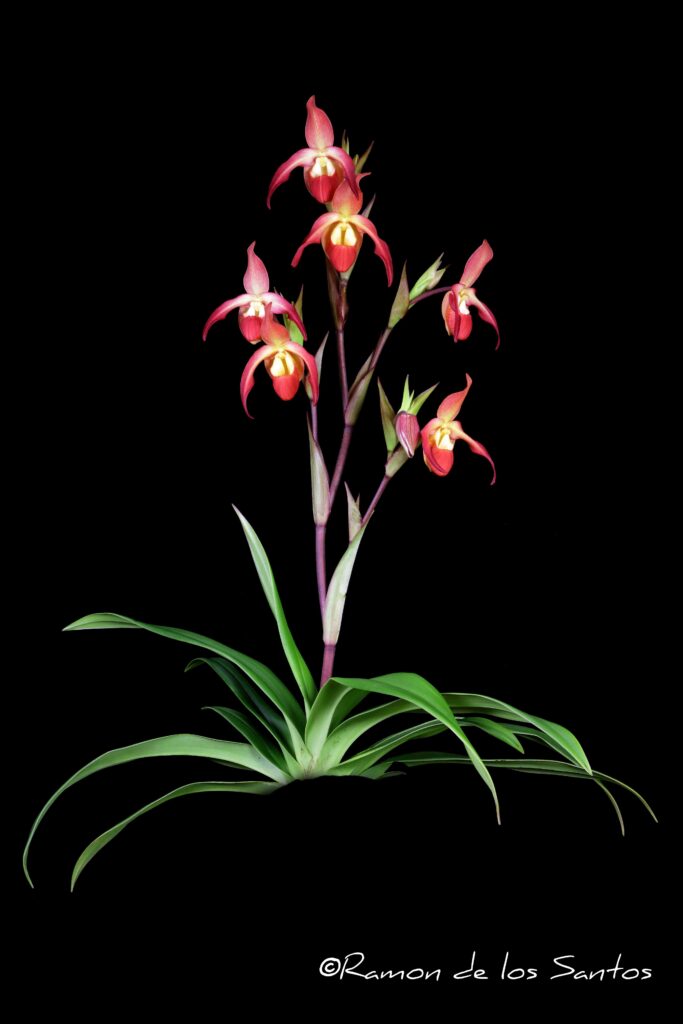Phrag. Nicholle Tower 'Sweetwater Fire'