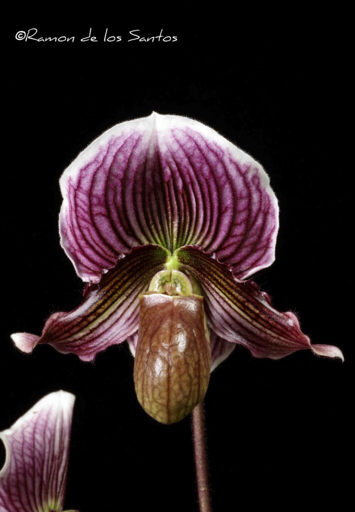 Paph. Harvest Dream 'Sweetwater Fairy'