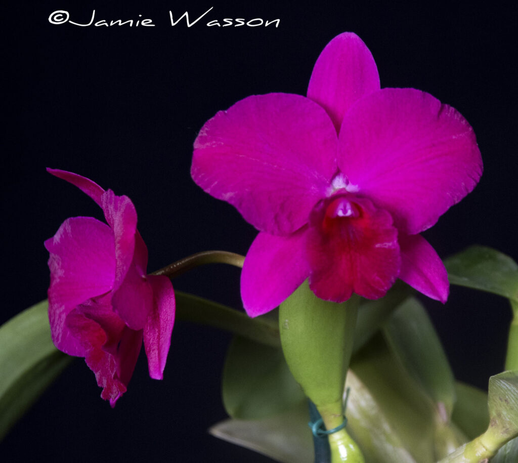 C. Nancy Ann 'Rollins Lake'