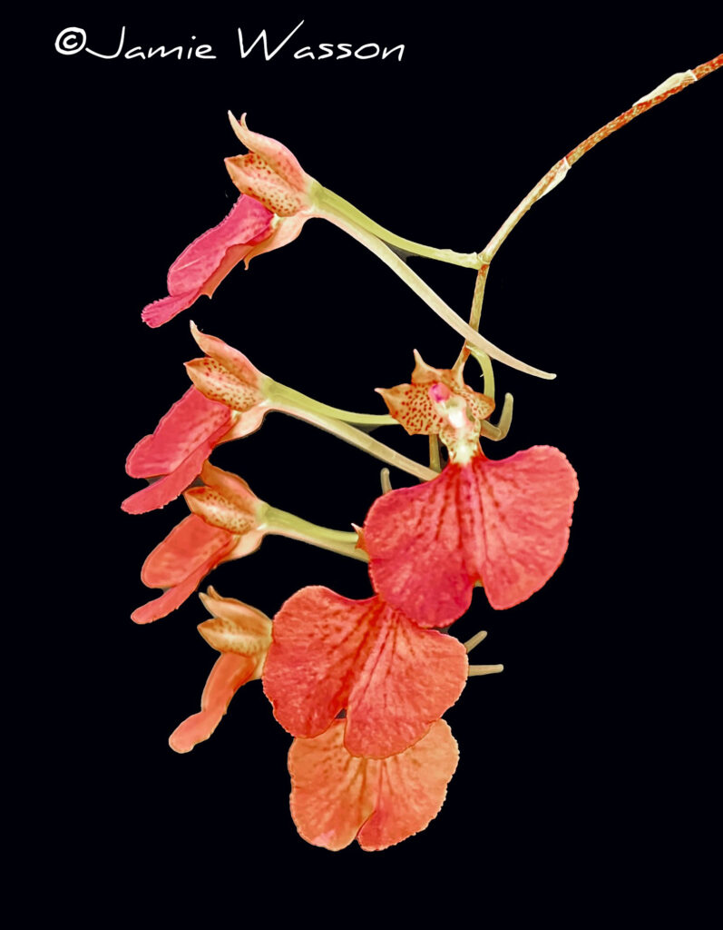 Comp. Higashiyama 'Glencora P.'