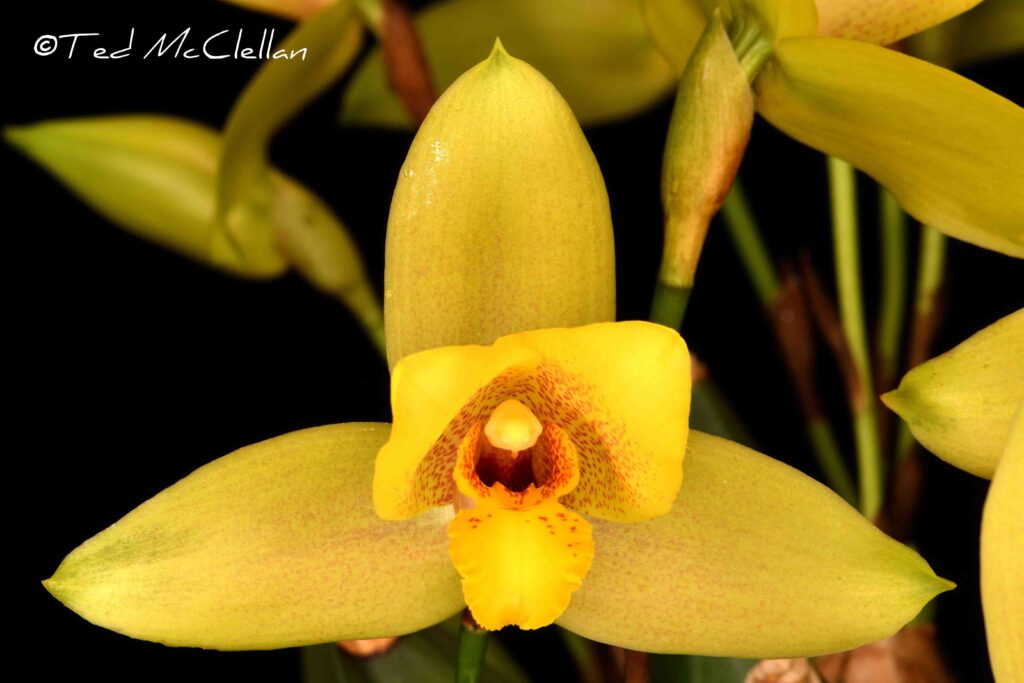 Lyc. Leo 'Patrick'