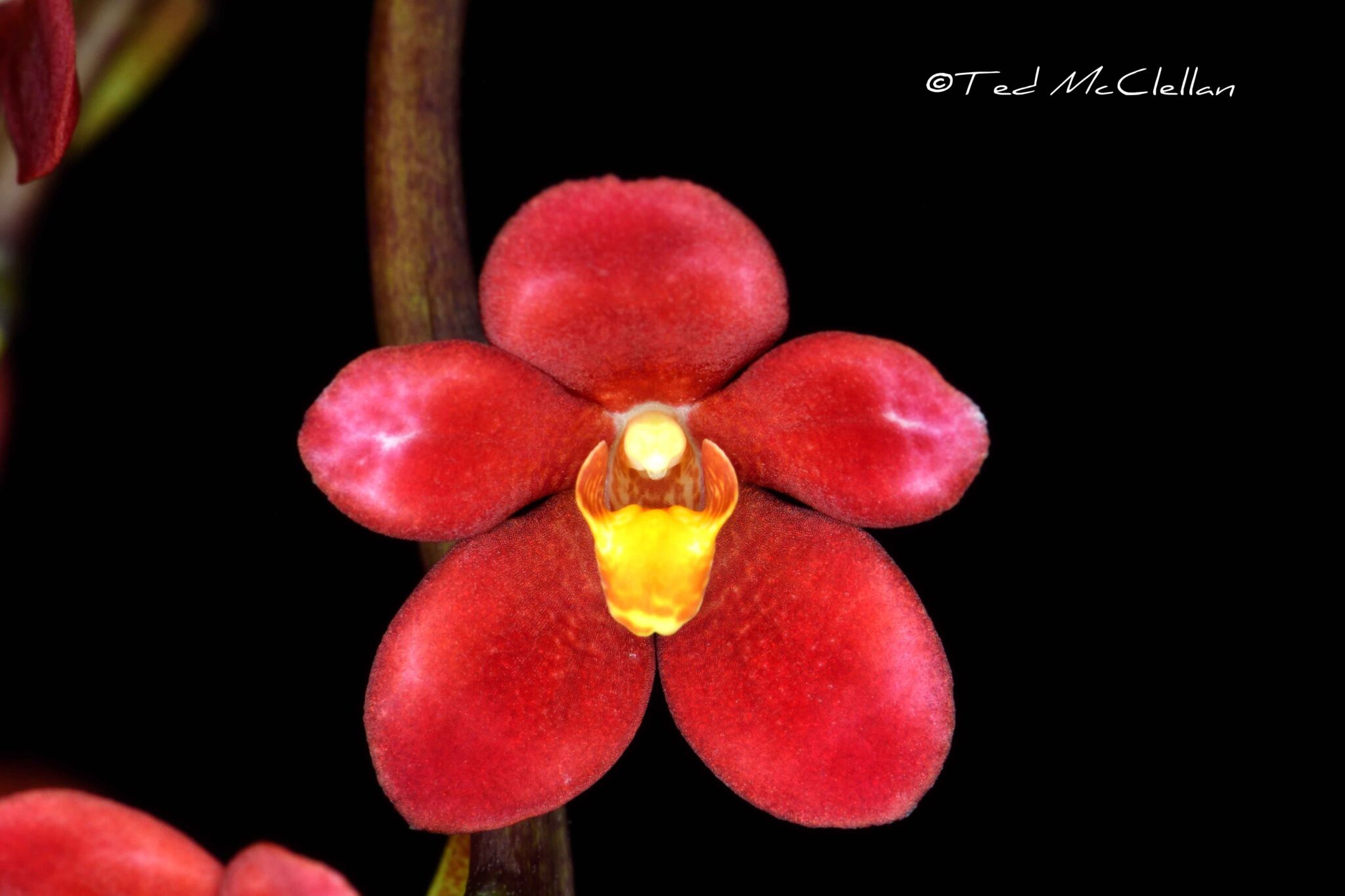 Sarc. Little Dragon ‘ Red Velvet’ – California Sierra Nevada Judging Center