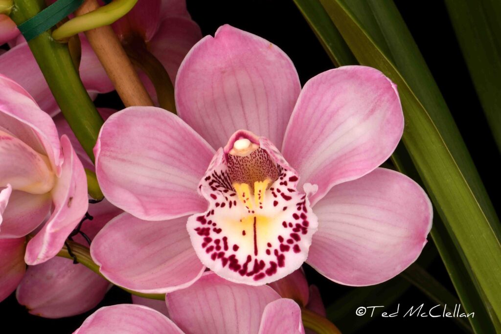 Cym. Renee Taylor 'Terry Yee Carlson'