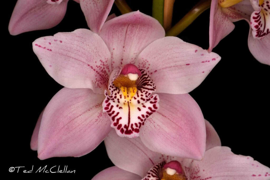 Cym. Solana Rose 'Emma Wu'
