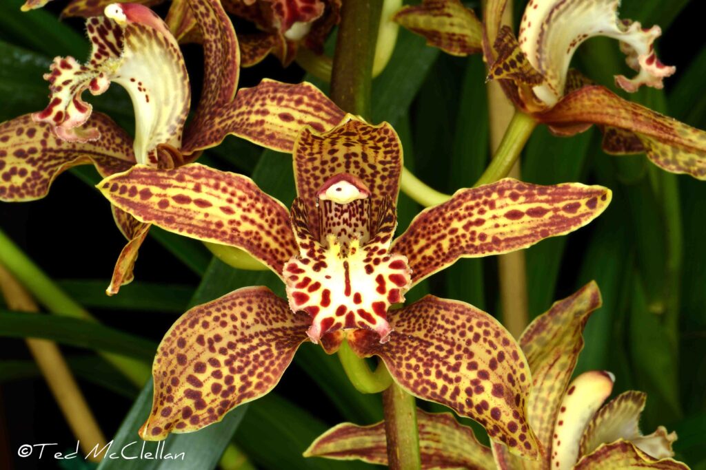 Cym. (Unregistered Hybrid) 'Bradley Wu'