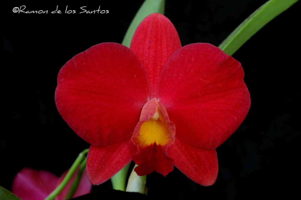 C. Exotic Fireworks 'Melencia'
