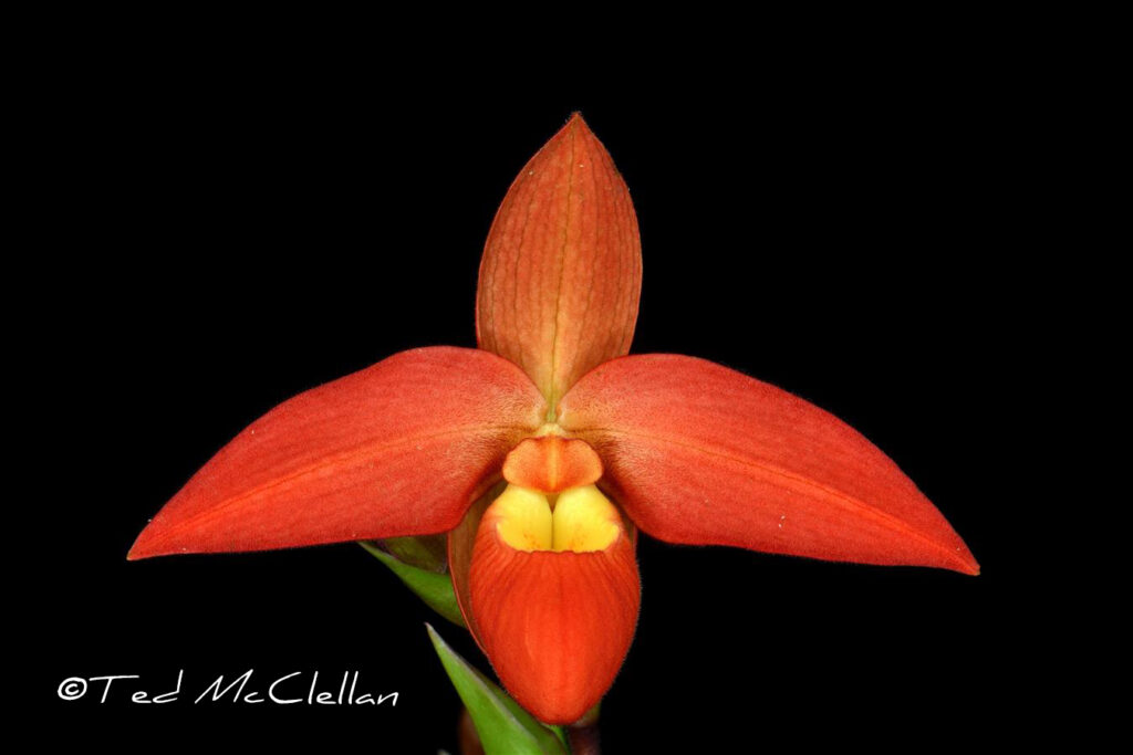 Phrag. Millbrook 'Sasha'