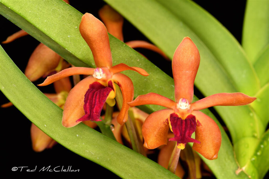 V. Dragon's Fire 'Kiki'