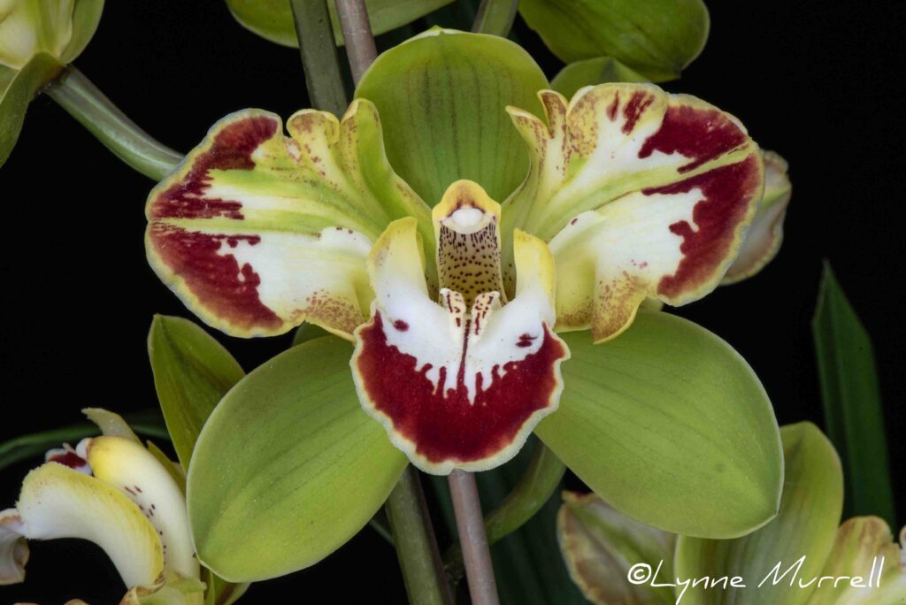 Cym. Vidar 'Harlequin'