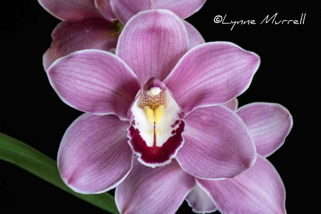 Cym. Renee Taylor 'May Ling Chim'