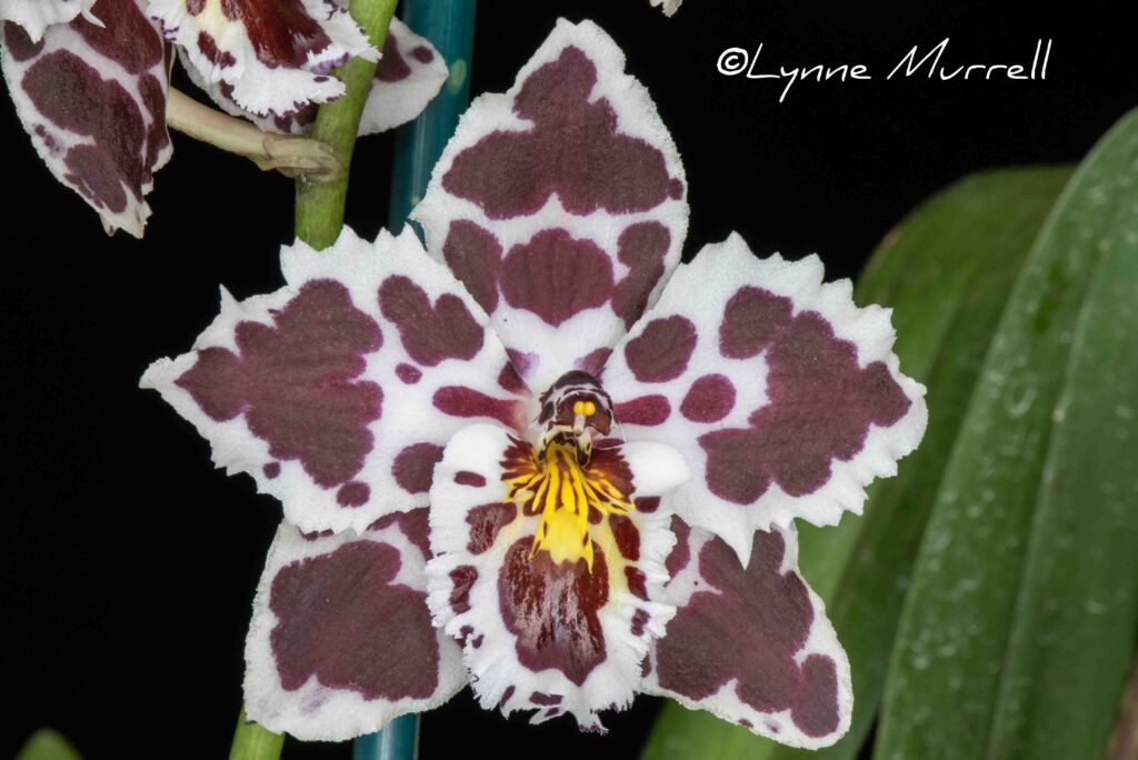Onc. Stipple 'Hawk Hill'
