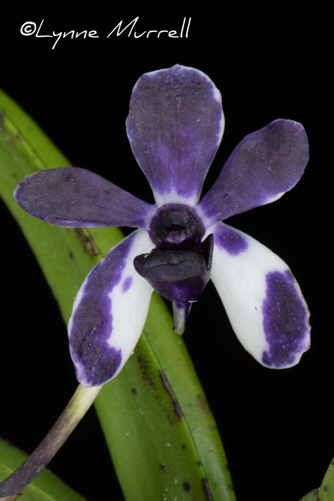 Van. Pinky 'Violet Queen'