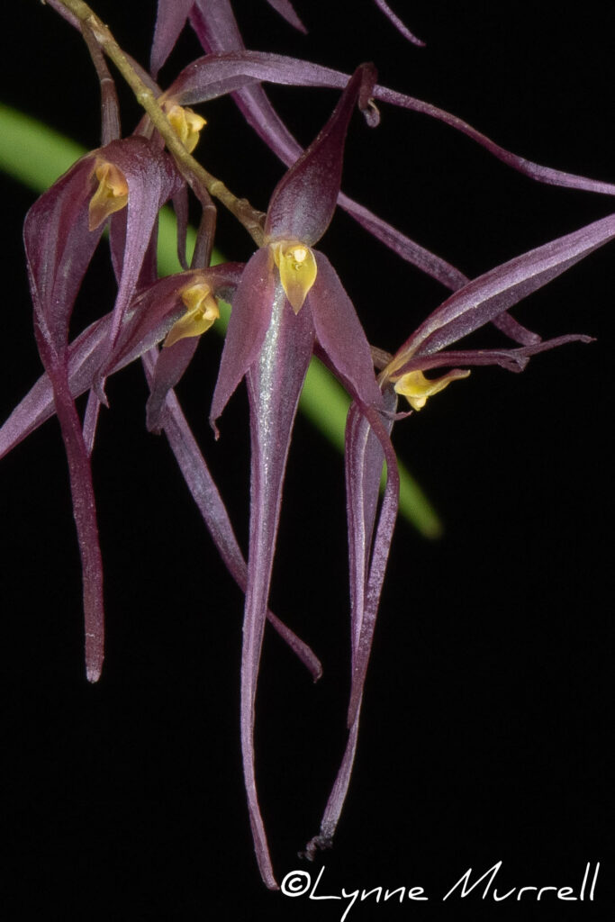 Pths. tenuisepala 'Missy'
