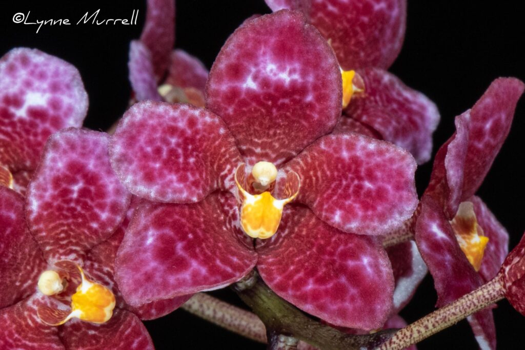 Sarc. Queen 'Ruby Scales'