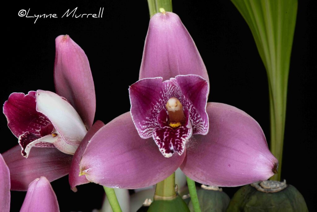 Lys. Yi-Ying Sakura 'Red Diamond'