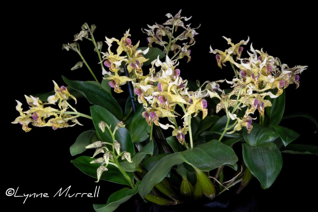 Den. Mima Abracadabra 'Sweetwater Magic'