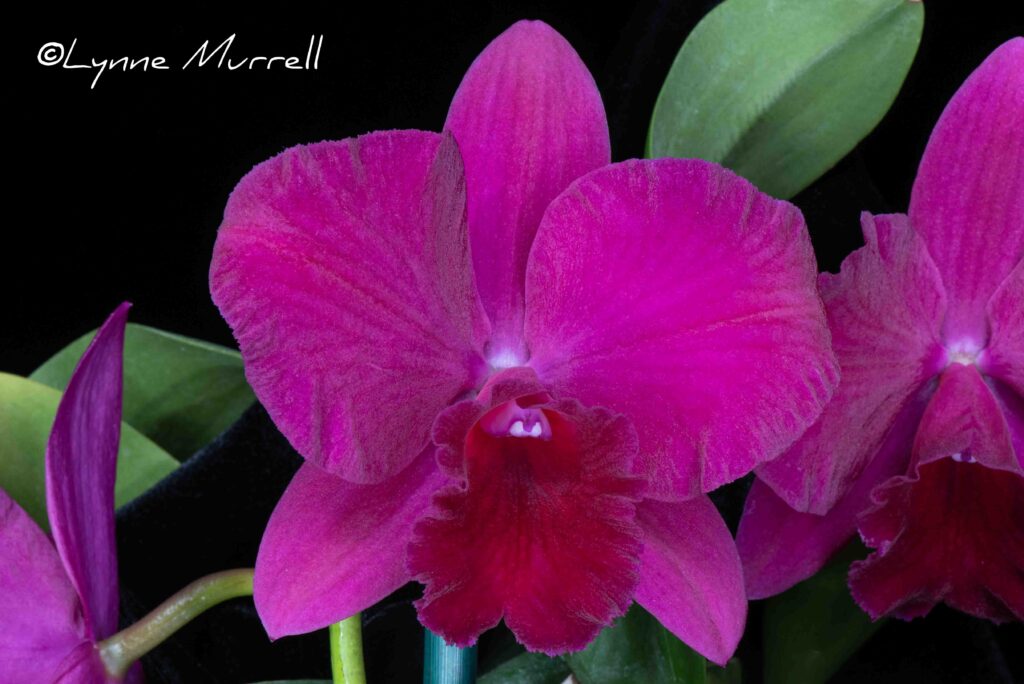 C. Nancy Ann 'Dreamer'