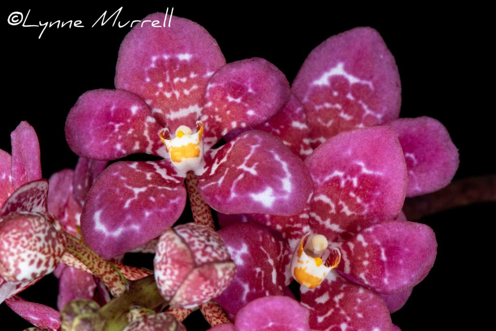 Sarc. Susie 'Kiki'