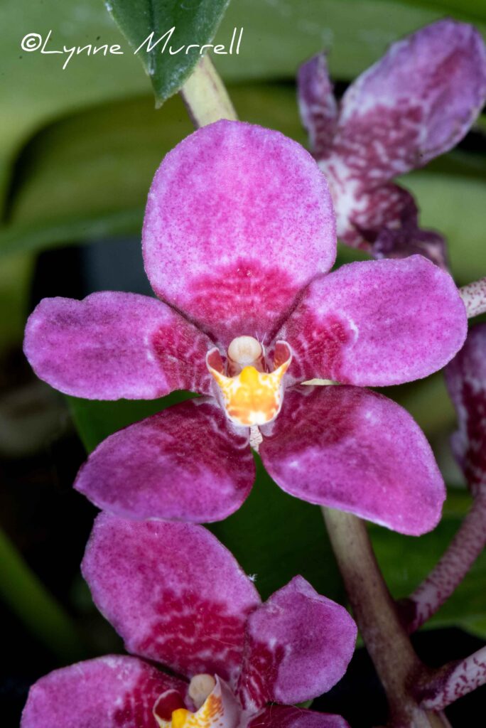 Sarc. Kulnura Chatter 'Sasha'
