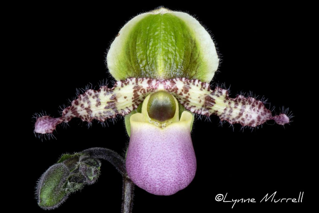 Paph. liemainum 'St. Emillion'