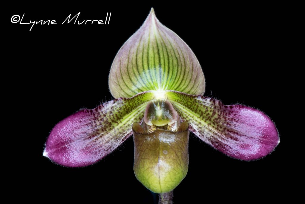 Paph. Shirley Amundson 'Beaune'