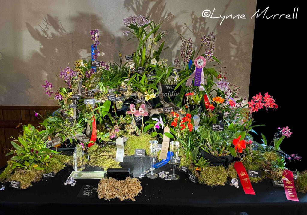 AOS Silver Certificate and Show Trophy 'Jubilee'