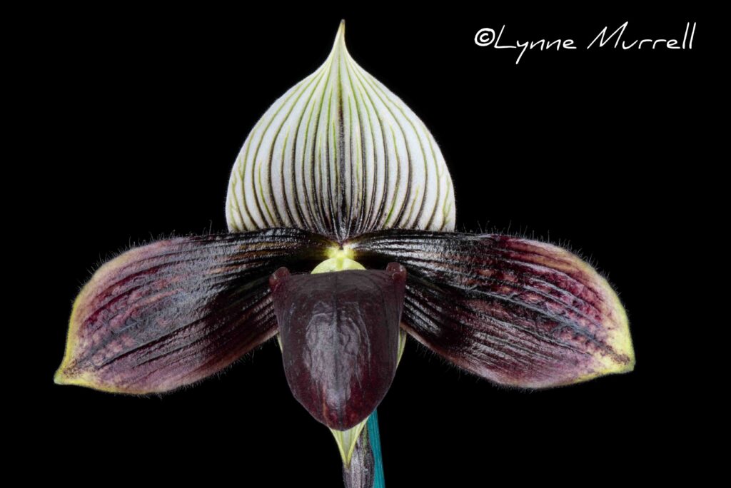 Paph. Mystic Paradise 'Brunello'