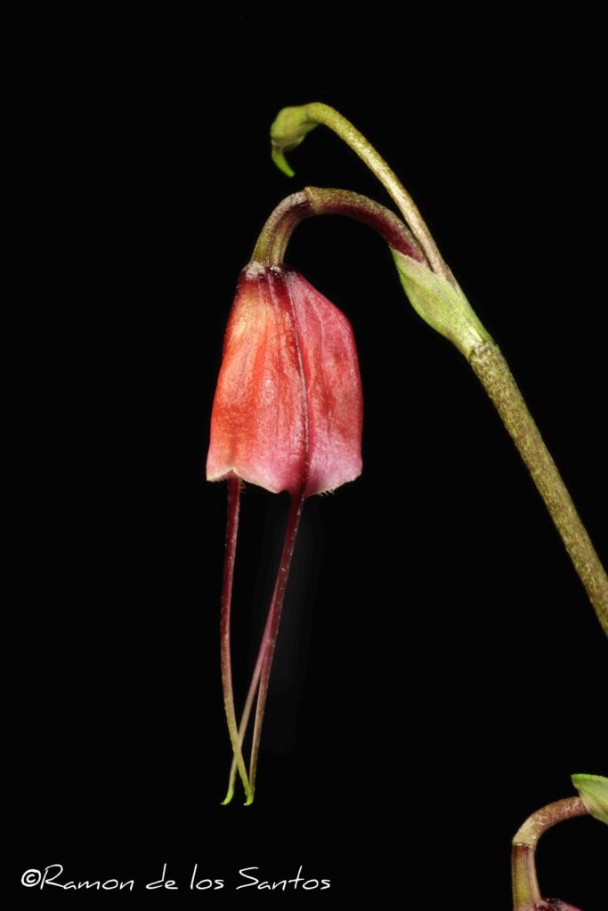 Drac. sodiroi 'Blood Tears'