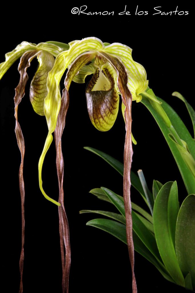 Phrag. humbultii var. exstaminodium 'Tawny'