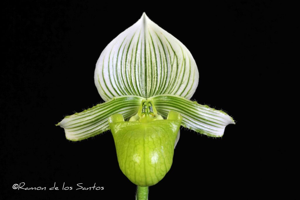 Paph. hennisianum f. christiansenii 'Green Monster'