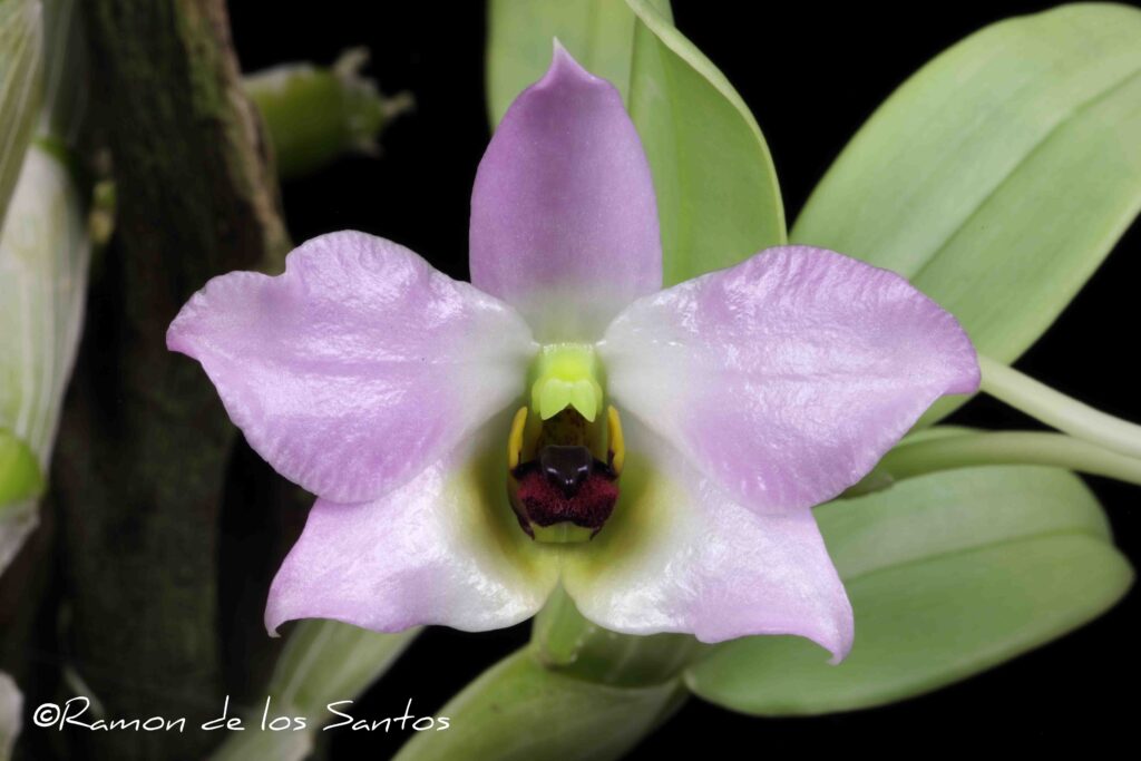 Den. trantuanii 'Sweetwater Pearl'