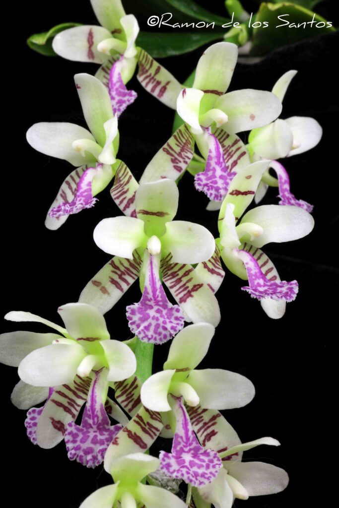 Phal. japonica 'Sasha'