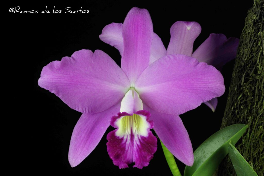 C. sincorana 'Alpine Meadows'