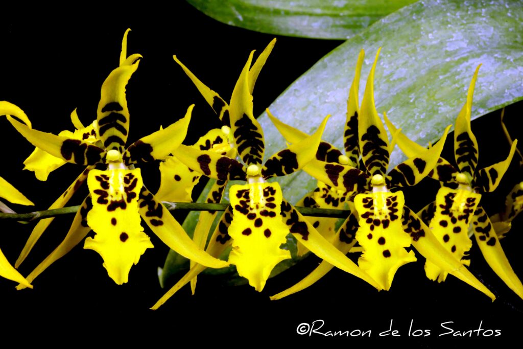 Bdm. Golden Stars 'Grass Valley'